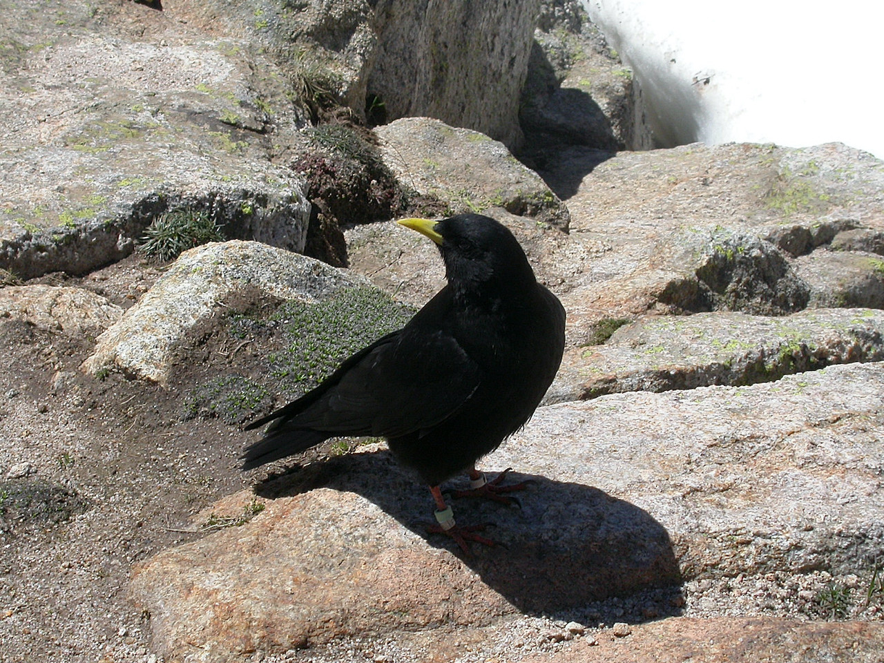 Pyrrhocorax graculus graculus